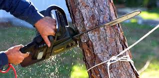 How Our Tree Care Process Works  in  Glen Raven, NC